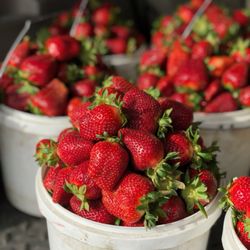 Johns Strawberry Patch