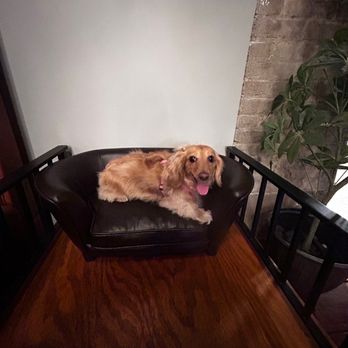 Park-9 Dog Bar - Dog couch - Bars Near Me - Everett, Massachusetts Park-9 Dog Bar - Dog couch - Bars Near Me - Everett, Massachusetts