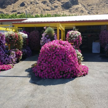Estes Fruit Stand - Always beautiful flowers! - Fruits & Veggies Near Me - East Wenatchee, Washington Estes Fruit Stand - Always beautiful flowers! - Fruits & Veggies Near Me - East Wenatchee, Washington