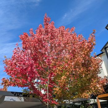 Synergy Landscape - Leaves are gonna fall soon. Give us a call! - Landscaping Near Me - Jefferson, Oregon Synergy Landscape - Leaves are gonna fall soon. Give us a call! - Landscaping Near Me - Jefferson, Oregon
