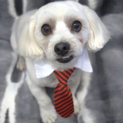 Grooming Angel Pet Salon - Ready to Go Out for Dinner!