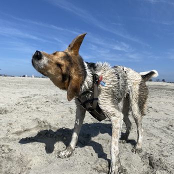 Coronado Dog Beach - Beaches Near Me - Coronado, California