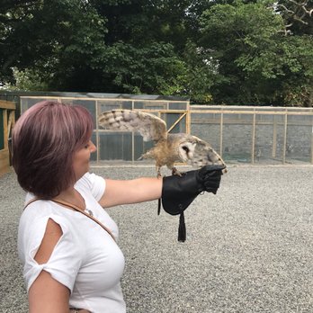 Dublin Falconry - Specialty Schools Near Me - Balbriggan, D