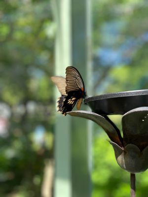 Wings of Mackinac by null