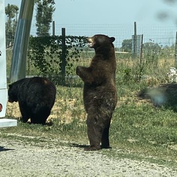 Yellowstone Bear World - Getting feed from the tour bus - Zoos Near Me - Rexburg, Idaho Yellowstone Bear World - Getting feed from the tour bus - Zoos Near Me - Rexburg, Idaho