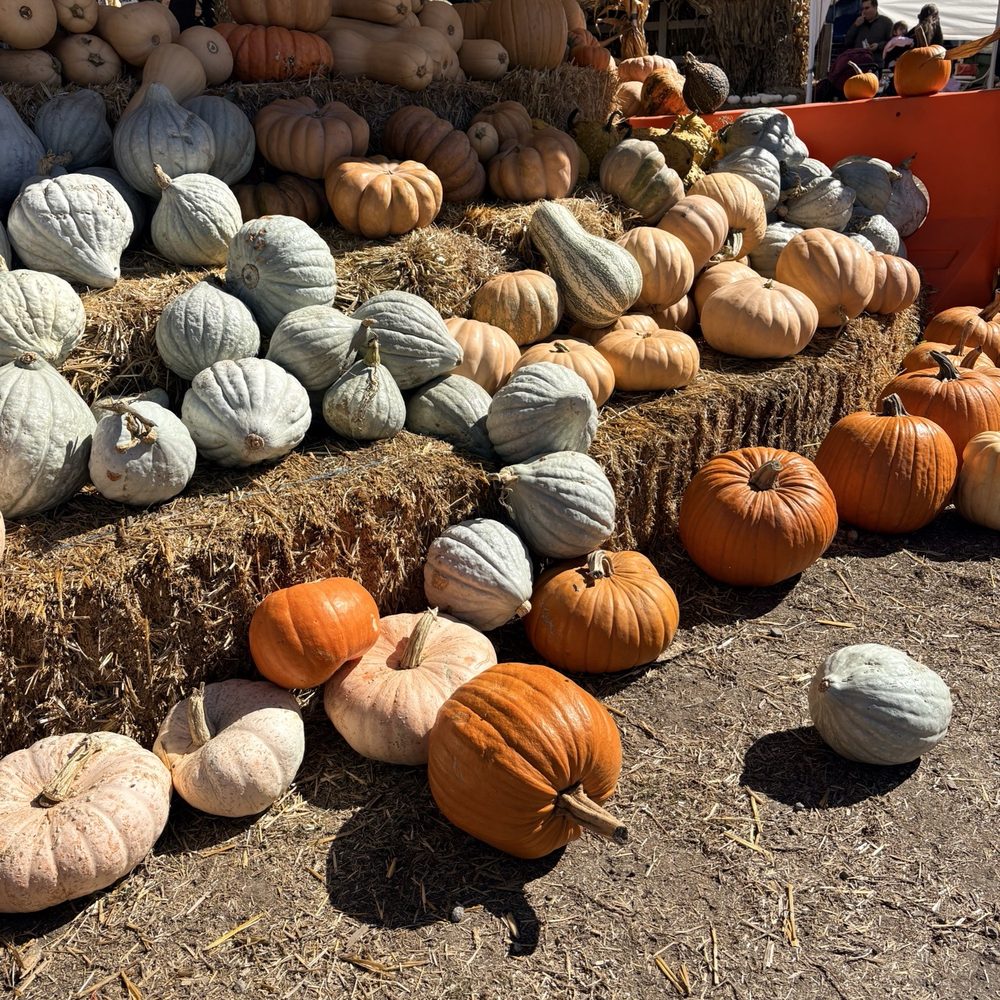 Arata's Pumpkin Farm - Christmas Trees Near Me - Half Moon Bay, California Arata's Pumpkin Farm - Christmas Trees Near Me - Half Moon Bay, California