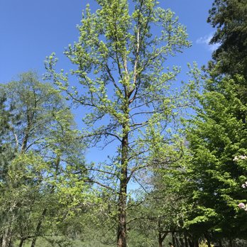 Siskiyou Tree Experts - Our LOVELY Liquid Amber tree--NOW - Tree Services Near Me - Merlin Oregon, Oregon Siskiyou Tree Experts - Our LOVELY Liquid Amber tree--NOW - Tree Services Near Me - Merlin Oregon, Oregon