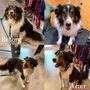 Photo of Woof Gang Bakery & Grooming Aventura