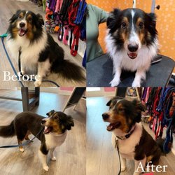 Woof Gang Bakery & Grooming Aventura