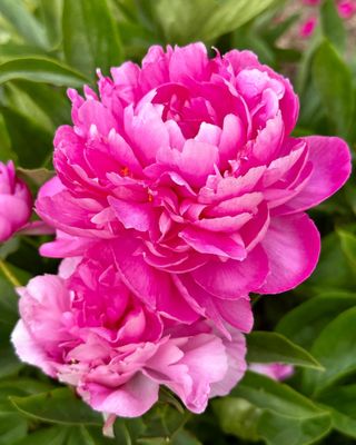 University of Michigan Nichols Arboretum by null