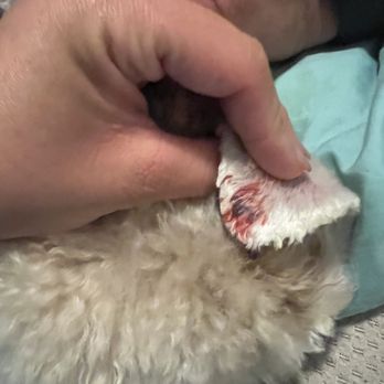 Woof! Here It Is! - Pet Groomers Near Me - Tampa, Florida Woof! Here It Is! - Pet Groomers Near Me - Tampa, Florida