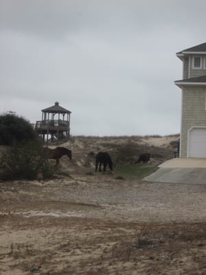 Corolla Wild Horse Fund by null