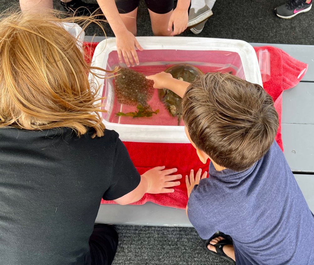 SKIMMER SALT MARSH SAFARI 30 Photos & 19 Reviews Ocean Dr And Fish