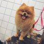 Photo of VIP Dog Grooming
