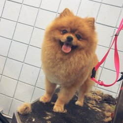 VIP Dog Grooming - Scissor pomeranian haircut