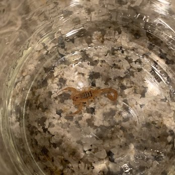 ParcLand Crossing Apartments - Second scorpion that we've had to exterminate ourselves. Apartment hasn't been treated since first request (5/28/19) - Apartments Near Me - Chandler, Arizona ParcLand Crossing Apartments - Second scorpion that we've had to exterminate ourselves. Apartment hasn't been treated since first request (5/28/19) - Apartments Near Me - Chandler, Arizona