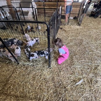Vineyard Farm - Loving the animals and play pit. - Pick Your Own Farms Near Me - West Bridgewater, Massachusetts Vineyard Farm - Loving the animals and play pit. - Pick Your Own Farms Near Me - West Bridgewater, Massachusetts