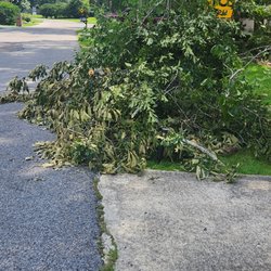 Taylor Tree