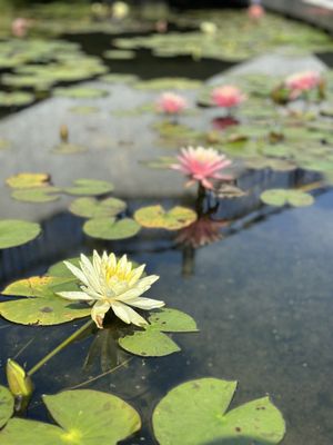 Tsz Shan Monastery by null