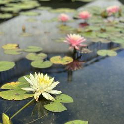 慈山寺 - The lotus pond