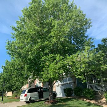 Man VS Treez - Tree Services Near Me - Aurora, Colorado