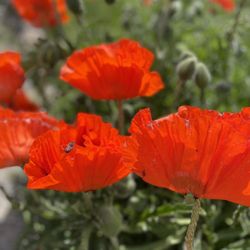 Demonstration Garden at Highlands Grange Park - Oh my, wow!