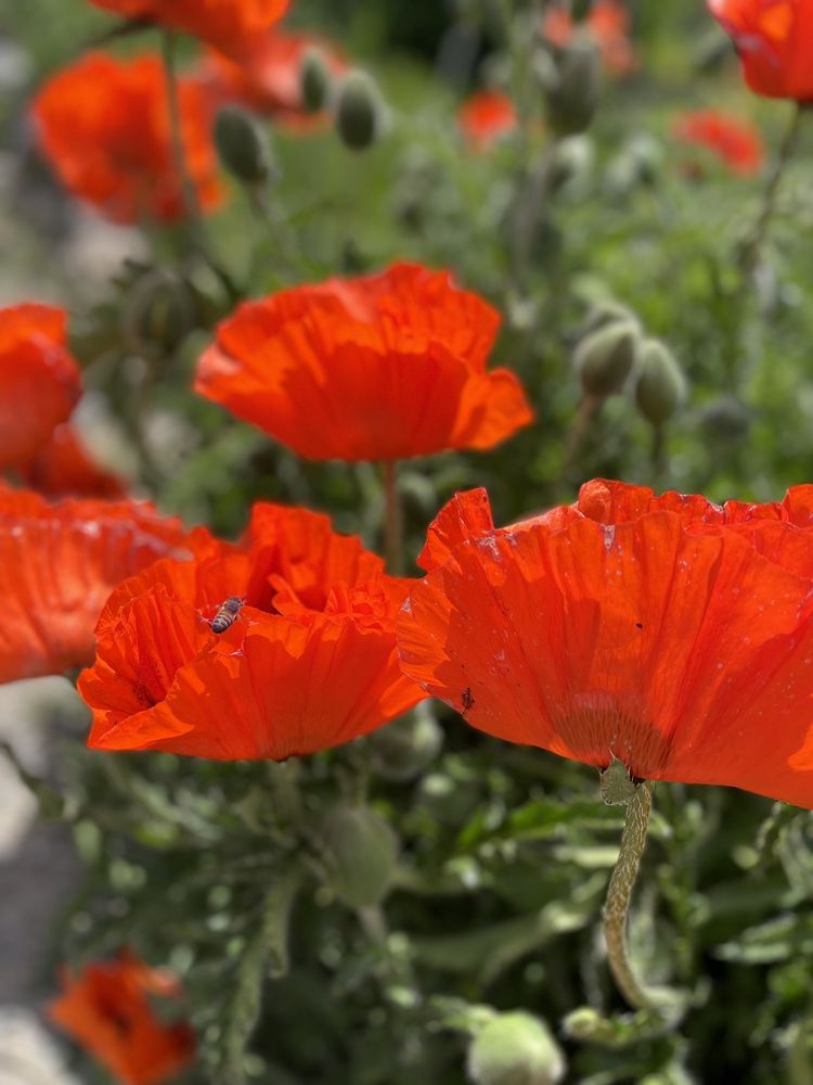 Demonstration Garden at Highlands Grange Park
