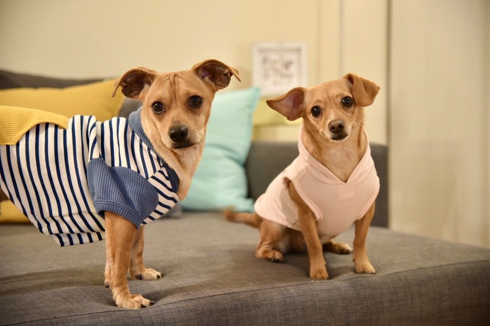 ARIZONA SMALL DOG RESCUE - 129 Photos & 151 Reviews - Animal Shelters