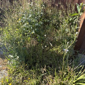 Omega Lawn Pros - Weed Removal - Lawn Services Near Me - North Highlands, California Omega Lawn Pros - Weed Removal - Lawn Services Near Me - North Highlands, California