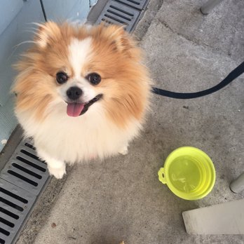 Sam's Chowder House - Dog-friendly outdoor seating! It's first come, first serve so get there early! - Seafood Near Me - Half Moon Bay, California