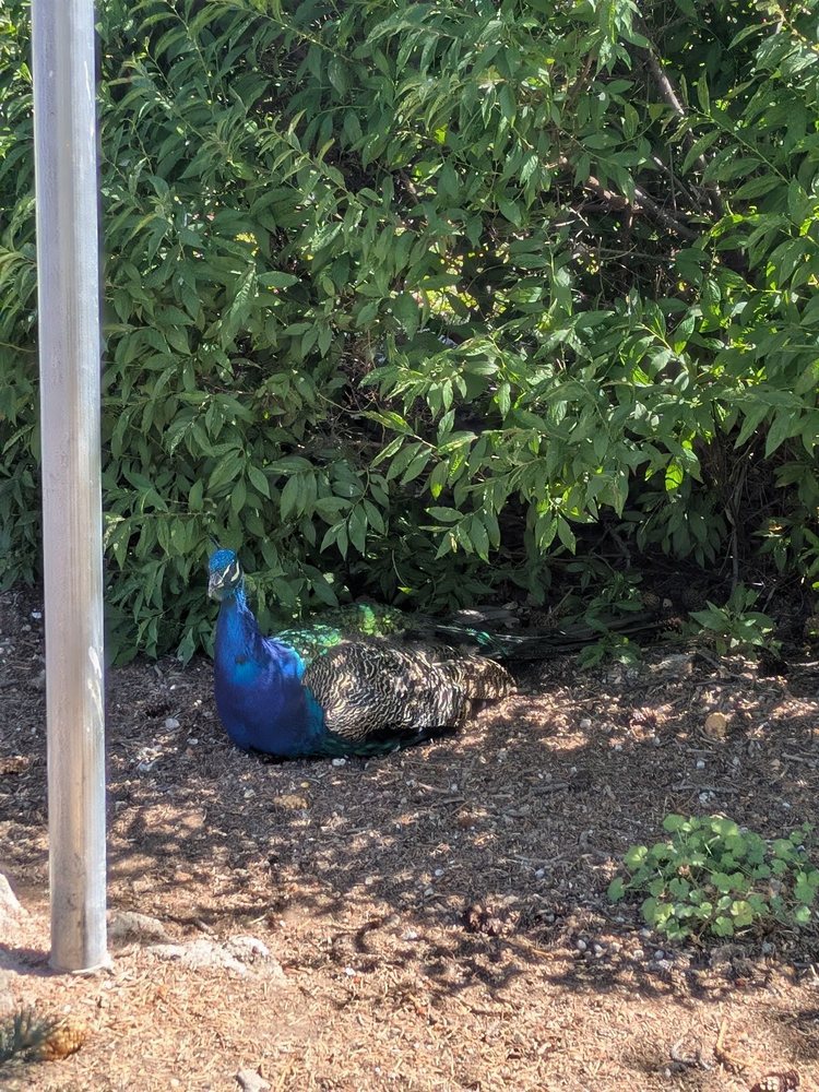 Petersen Rock Garden & Museum
