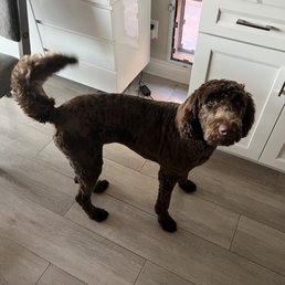 Reina the Queen Dog