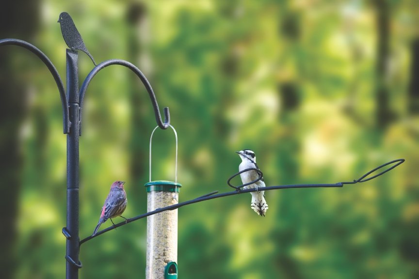 Wild Birds Unlimited Image