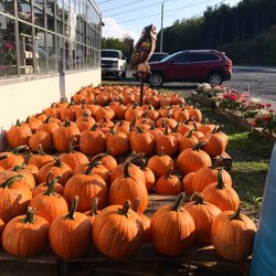 Black Horse Farm - Pumpkins