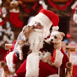 MyPic Photography - Santa with my dogs