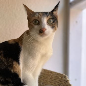The Cat Cafe - Coffee & Tea Near Me - San Diego, California The Cat Cafe - Coffee & Tea Near Me - San Diego, California