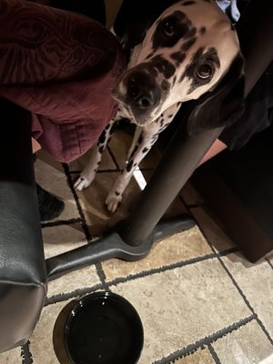 Joy Luck Restaurant by null