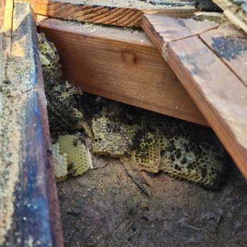 The Bees Knees - Pest Control Near Me - Kagel Canyon, California The Bees Knees - Pest Control Near Me - Kagel Canyon, California