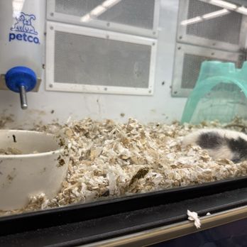 Petco - Very dirty - Pet Stores Near Me - Sunset Valley, Texas Petco - Very dirty - Pet Stores Near Me - Sunset Valley, Texas