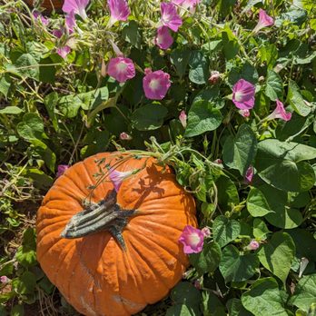 O'Halloran's Apple Trail Ranch - Farmers Market Near Me - Camino, California