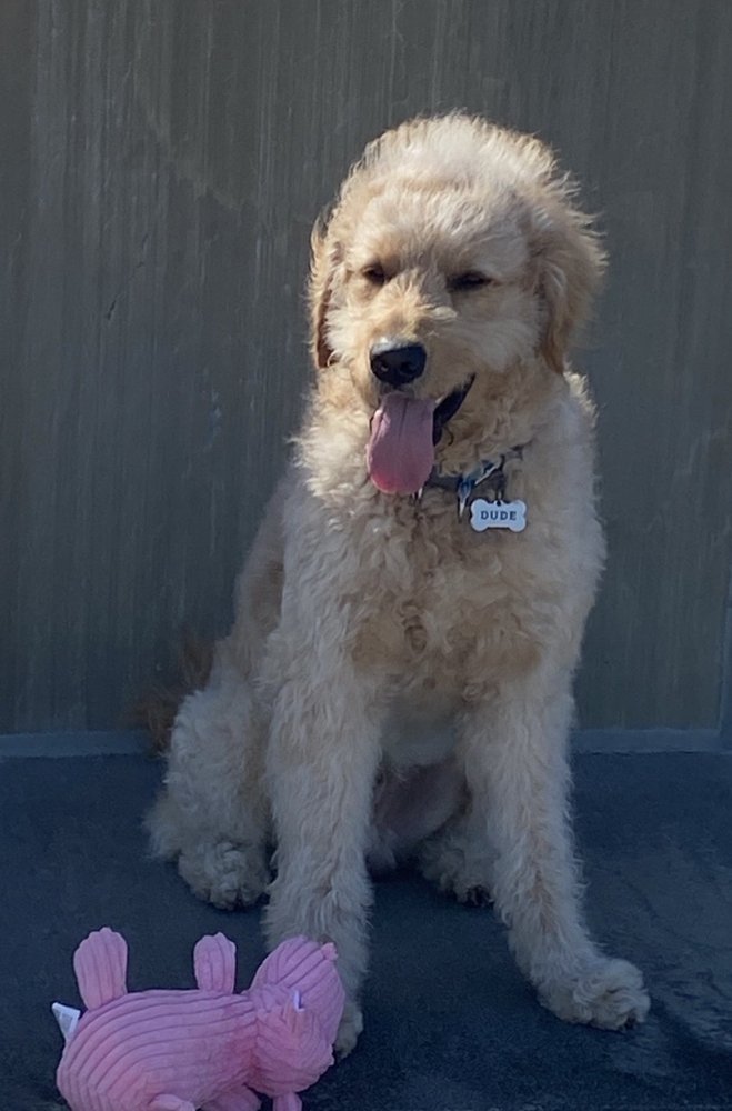 BED BARK AND BEYOND Updated September 2024 16 Photos & 22 Reviews 4009 80th Ave NW, Gig