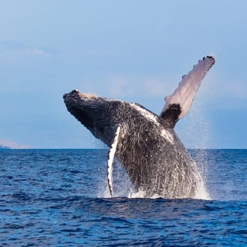 Blue Soul Maui - Humpback whale watching is always a memorable experience - Hiking Near Me - Kihei, Hawaii Blue Soul Maui - Humpback whale watching is always a memorable experience - Hiking Near Me - Kihei, Hawaii