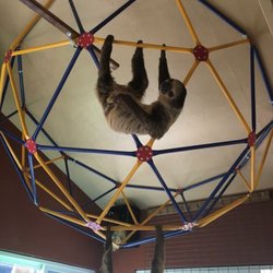 THE SLOTH CENTER AT ZOOLOGICAL WILDLIFE CONSERVATION CENTER - CLOSED