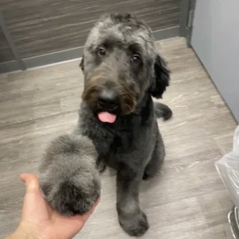 K9 global grooming - Pet Groomers Near Me K9 global grooming - Pet Groomers Near Me