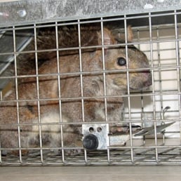 Rodent Relocation Program - Awaiting hearing with judge - Local Flavor Near Me - Park Ridge, Illinois