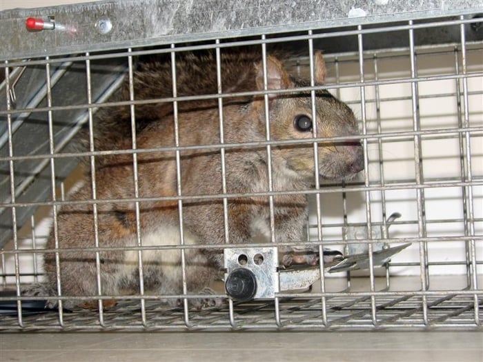 Rodent Relocation Program - Awaiting hearing with judge - Local Flavor Near Me - Park Ridge, Illinois Rodent Relocation Program - Awaiting hearing with judge - Local Flavor Near Me - Park Ridge, Illinois