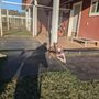 Red Barn Kennels