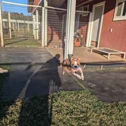 Red Barn Kennels - Worf playing outside having fun
