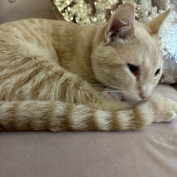 Pounce Cat Cafe - Themed Cafes Near Me - Savannah, Georgia Pounce Cat Cafe - Themed Cafes Near Me - Savannah, Georgia