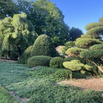 Red Bison General Contractor - Prune - Landscaping Near Me - Hartford, Connecticut Red Bison General Contractor - Prune - Landscaping Near Me - Hartford, Connecticut